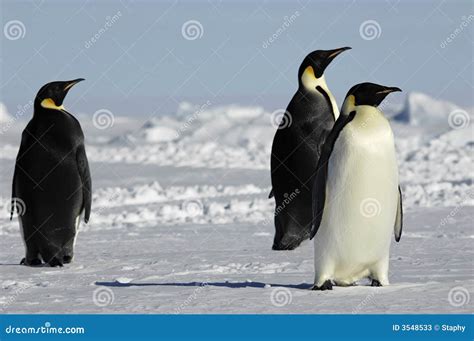 Three Penguins in Antarctica Stock Image - Image of global, antarctica: 3548533