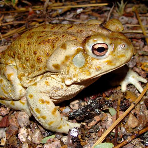 Sonoran Desert Toad | Desert Animals