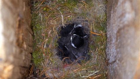 Chickadee Nests, Eggs, Fledglings, And Mating Overview