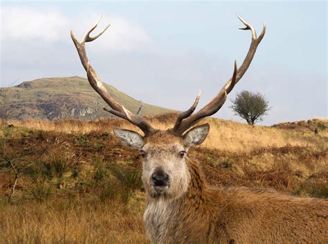 Red Deer - Galloway Forest Park - Dumfries and Galloway - Perfect camouflage! | Scottish animals ...