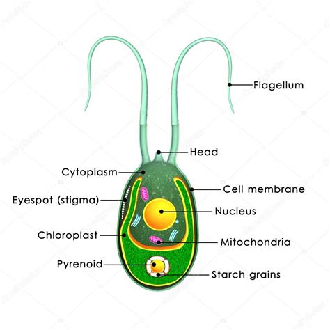 Chlamydomonas green algae — Stock Photo #73308961