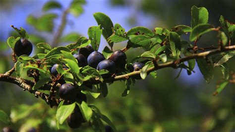 Sloes | Sloe berries, Berries, Fruit