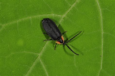 5 Facts About Lightning Bugs – Great Parks of Hamilton County Blog