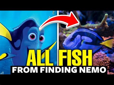 Finding Nemo Fish