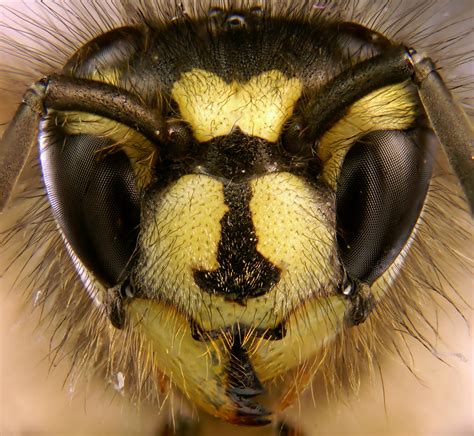 Close-up shot of a Wasps face : r/interestingasfuck