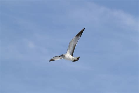 Fotos gratis : naturaleza, pájaro, ala, cielo, animal, ave marina ...