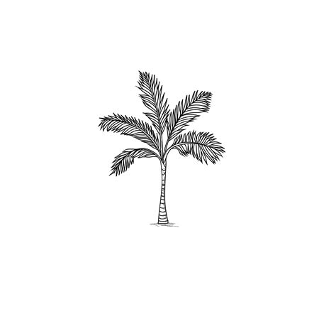 How to Draw a Realistic Palm Tree - Jae Johns