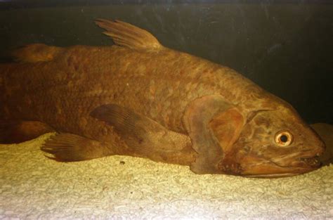 The Coelacanth, The Gigantic Prehistoric Fish That's Still Alive Today