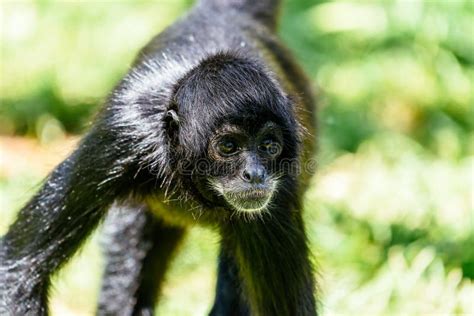 Black-Headed Spider Monkey stock image. Image of primate - 105774061