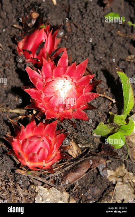 Red Forest Protea Flower - , Ghana Stock Photo - Alamy