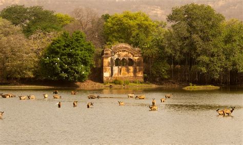 Explore Ranthambore National Park: India's Premier Tiger Reserve - Latest News and Blog from ...