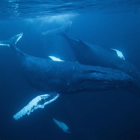 Humpback Whales communicate with “songs”, which are a complex sequence of squeals, whistles and ...