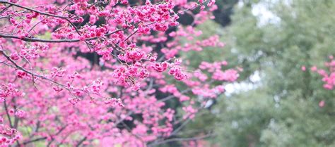 Hanami is the popular Japanese tradition flowering viewing while picnicking