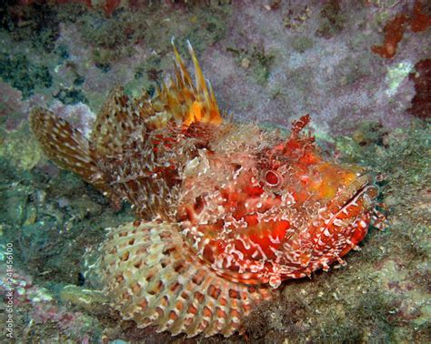 Scorpaenidae (also known as the scorpionfish) are a family of mostly marine fish that includes ...