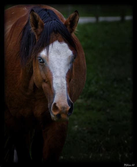 Blue Eyed Horse | A blue eyed horse is known as a "wall eye.… | Flickr