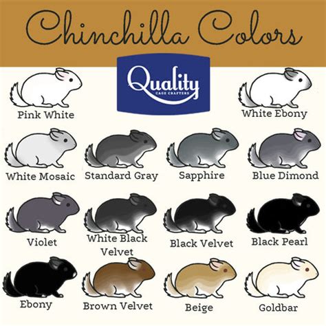 So Many Chinchilla Colors! Which One Do I Choose? Tell The Differences