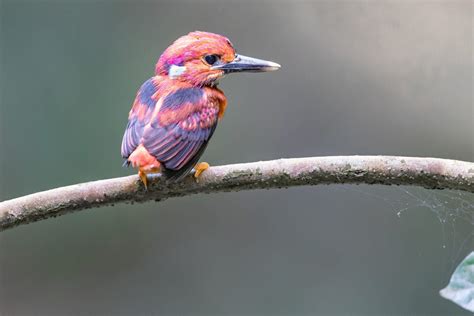 This rare kingfisher will bring some colour to your life - Australian Geographic