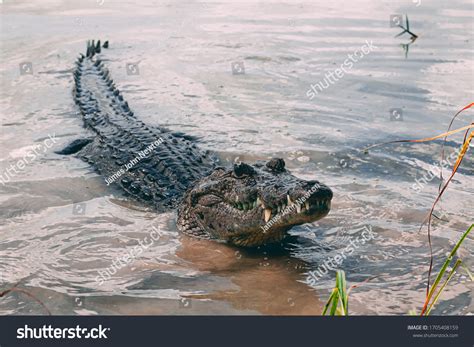 3,380 Crocodile Feeding Images, Stock Photos & Vectors | Shutterstock