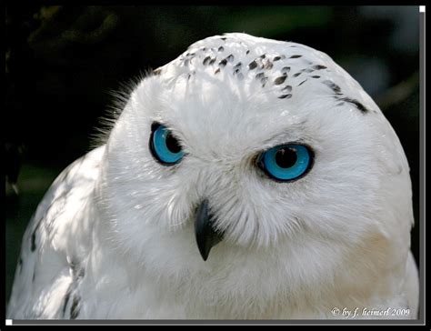 Snow Owl | Pet birds, Cute animals, Animals beautiful