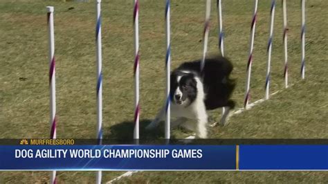 Dog Agility World Championship Games - YouTube