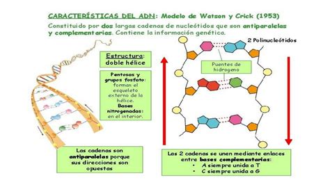 Total 108+ imagen modelo del adn propuesto por watson y crick - Abzlocal.mx