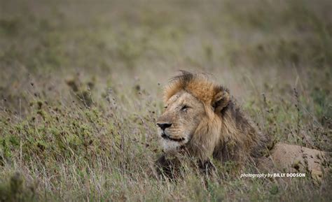 Lion bone trade: The end of the lion's roar? | African Wildlife Foundation