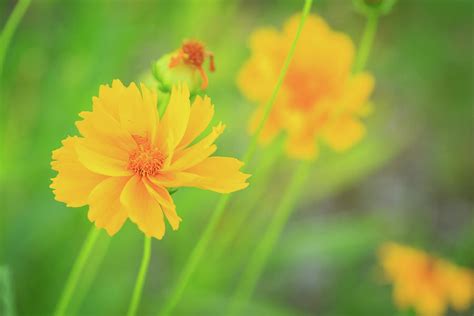 Happy Yellow Flowers Photograph by Joni Eskridge - Fine Art America