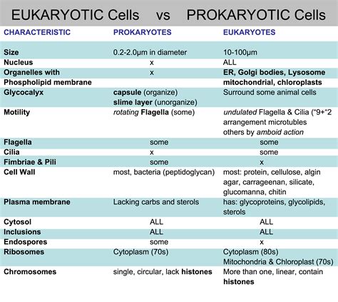 Eukaryotic Cell Vs Prokaryotic Cell Difference And, 48% Off AE5