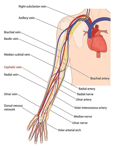 Painful Vein In Arm