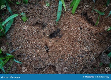 Black Ant Nest with a Lot of Ants Stock Photo - Image of ants, nest ...