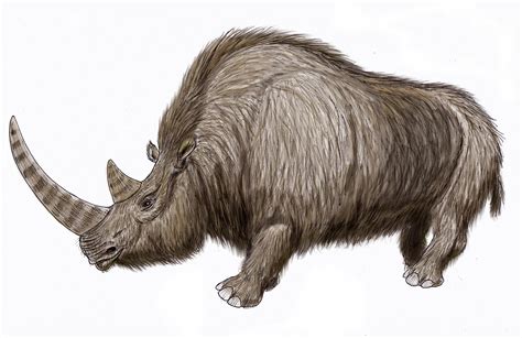 A 20,000-Year-Old Wooly Rhinoceros Was Dug Up From Russia's Permafrost And It's Wild How Intact ...