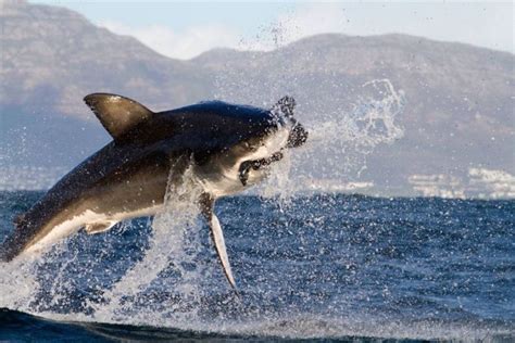 Fun Ganssi: Great white shark hunting