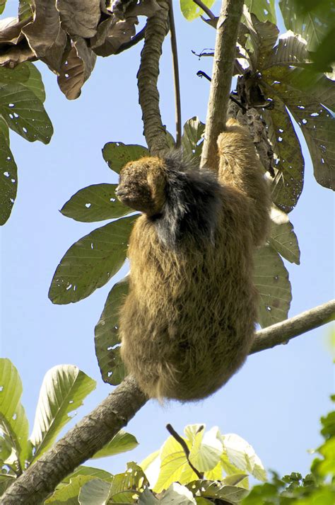 maned sloth, ai, maned three-toed sloth (Bradypus torquatus); Image ONLY