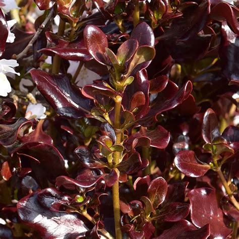 Coprosma Pacific Night - Mirror Plant | Evergreen Potted Bushy Garden ...