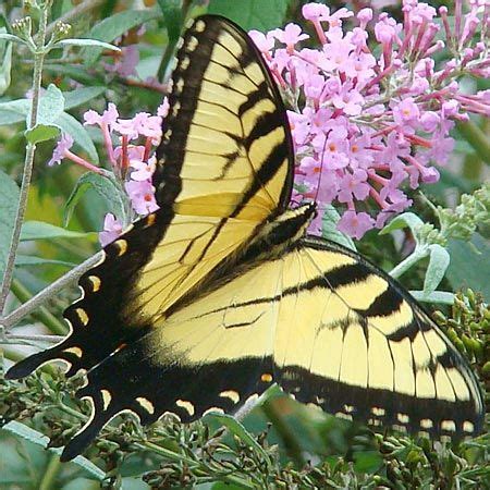 Eastern Tiger Swallowtail - Photos and Fact | Gardens with Wings