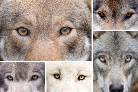 Wolf Eye Colors: What Color Are Wolves Eyes?