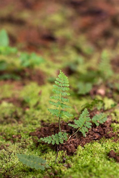 Green Fern Leaf · Free Stock Photo