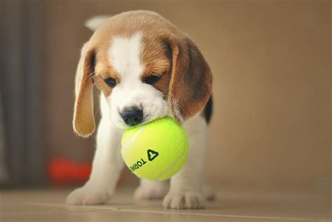 Beagles: The Perfect Blend of Playfulness and Loyalty for Families and Hunters Alike - PetHelpful