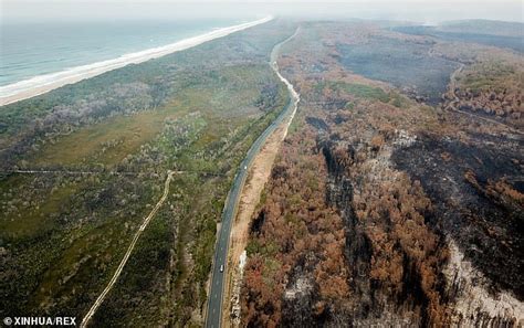 NSW bushfires: Tell tale signs on how to spot an arsonist | Daily Mail Online