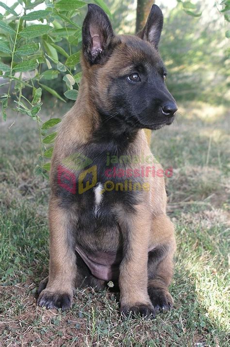 GERMAN SHEPHERD MIX PUPPIES FOR SALE - Kingston