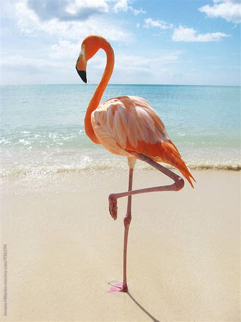 Pink flamingo standing on a tropical beach in the Caribbean. | Stock Images Page | Everypixel