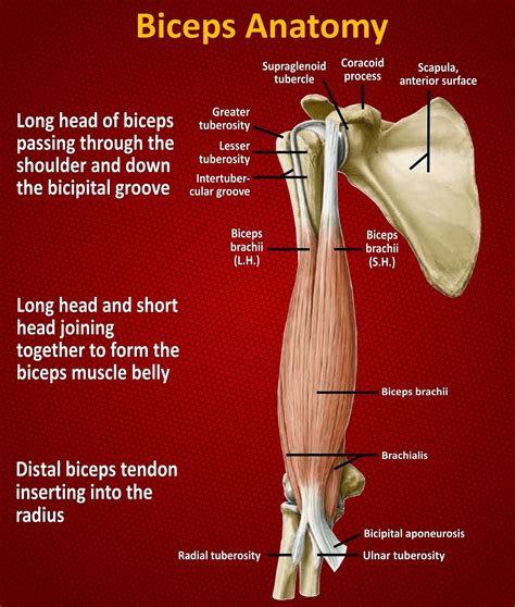 Biceps Anatomy | Muscle belly, Bicep muscle, Biceps brachii