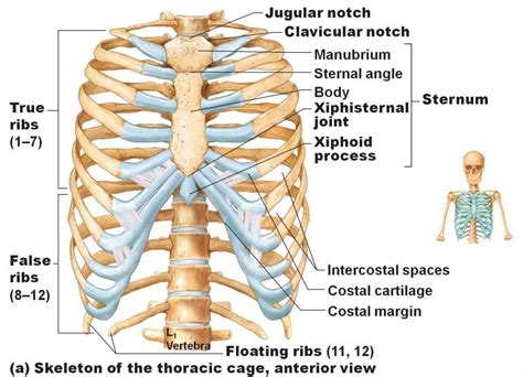 Rib Cage / NWP Blog - The Rib Cage- All You Need To Know : The rib cage ...