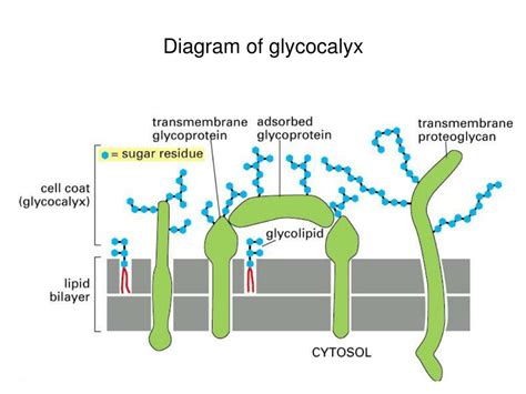 PPT - Last Class: 1. Posttranscription regulation 2. Translation regulation 3. Cell membrane ...