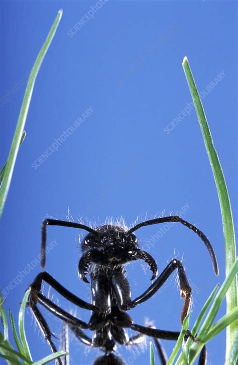 Dinoponera ant head - Stock Image - Z345/0619 - Science Photo Library