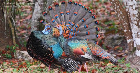 Ocellated Turkey - American Bird Conservancy