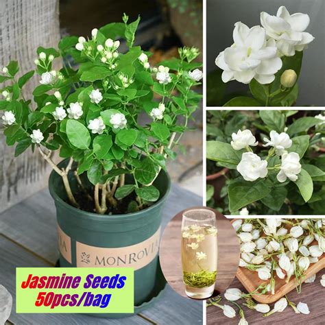 Good Quality Jasmine Flower Seeds for Sale (50 Pcs/bag) 茉莉花 Bonsai ...