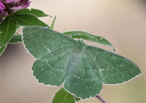 Butterfly stock image. Image of wing, beauty, butterfly - 35452041