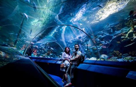 Tickets & Tours - Istanbul SEA LIFE® Aquarium, Istanbul - Viator