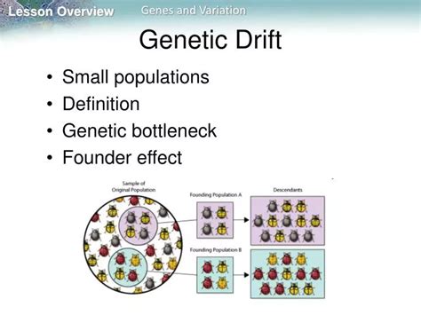 PPT - Genetic Drift PowerPoint Presentation, free download - ID:2769260